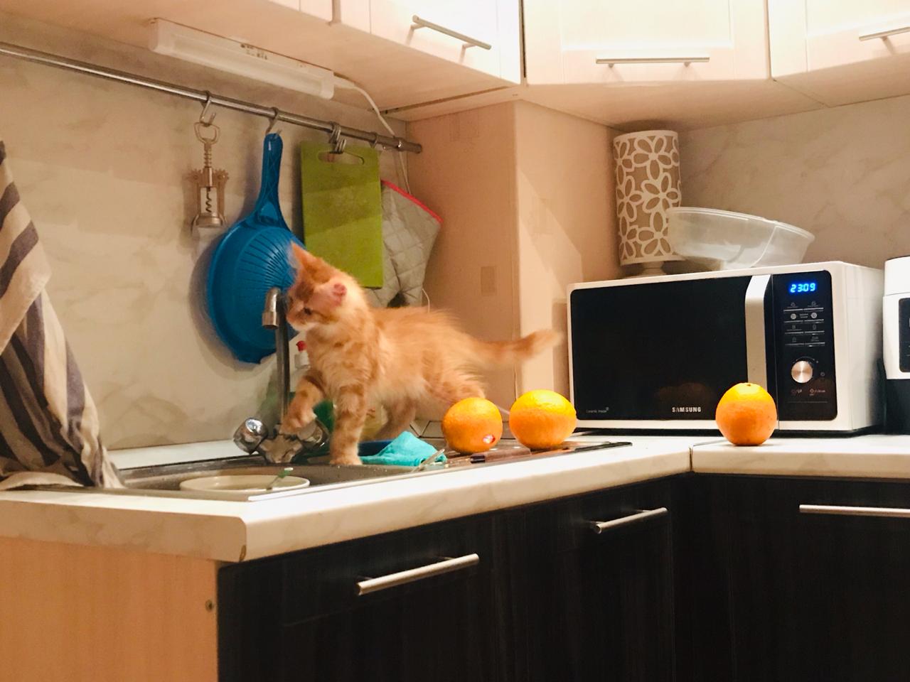 Кошка мейн-кун Дейенерис (20)