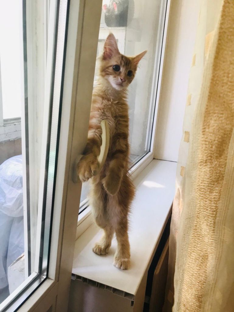 Кошка мейн-кун Дейенерис (22)