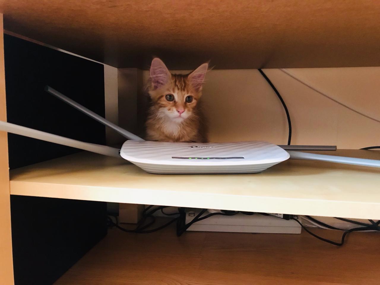 Кошка мейн-кун Дейенерис (23)