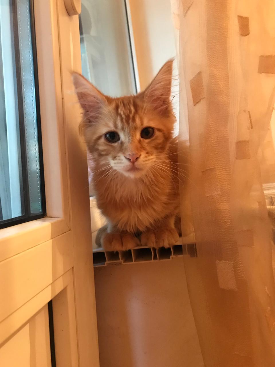 Кошка мейн-кун Дейенерис (27)