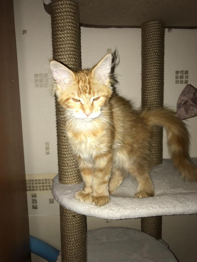 Кошка мейн-кун Дейенерис (29)