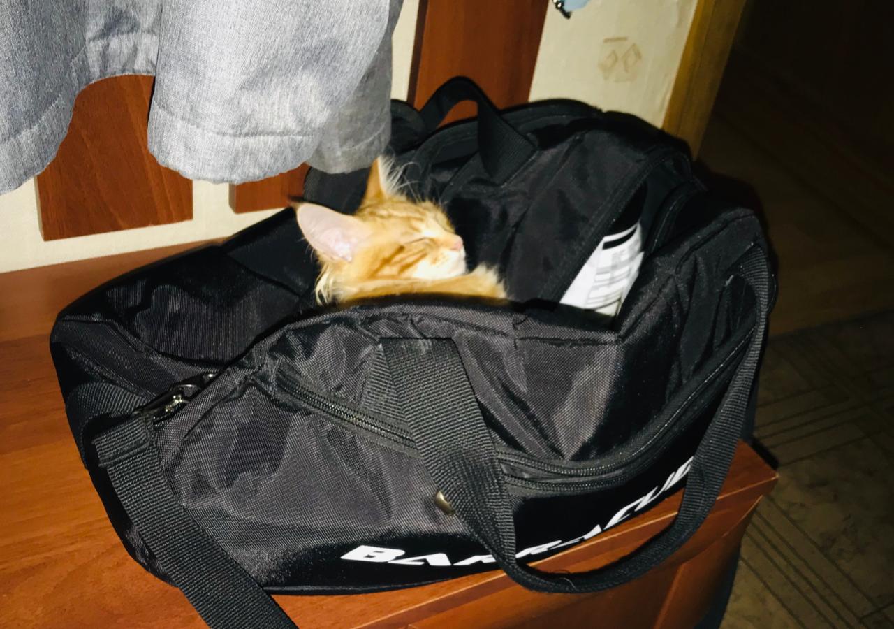 Кошка мейн-кун Дейенерис (33)