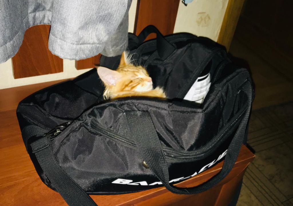 Кошка мейн-кун Дейенерис (33)
