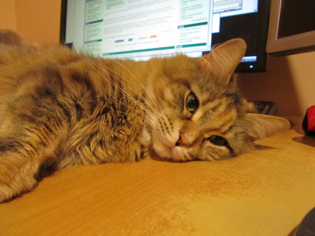 Кошка мейн кун Юки (IMG_0487)
