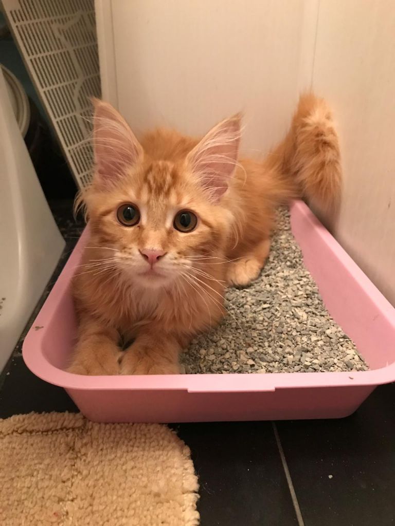 Кошка мейн-кун Дейенерис (34)