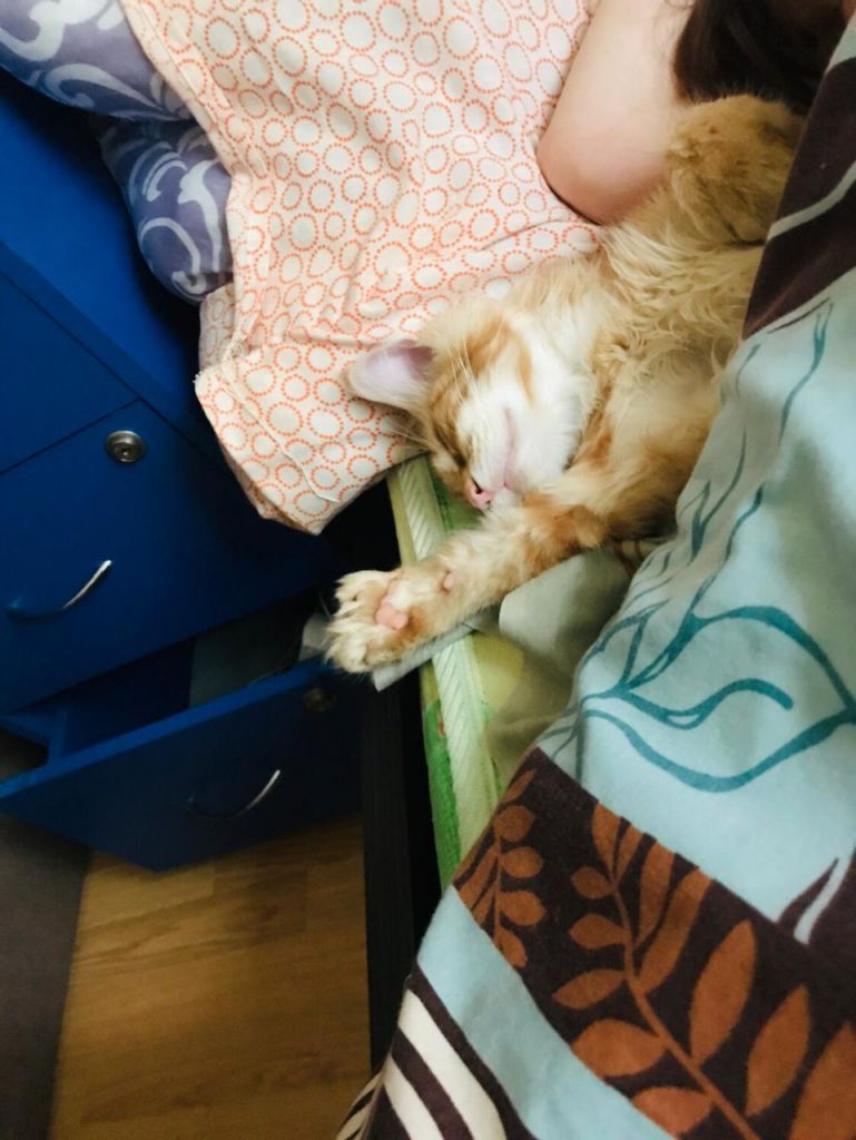 Кошка мейн-кун Дейенерис (36)