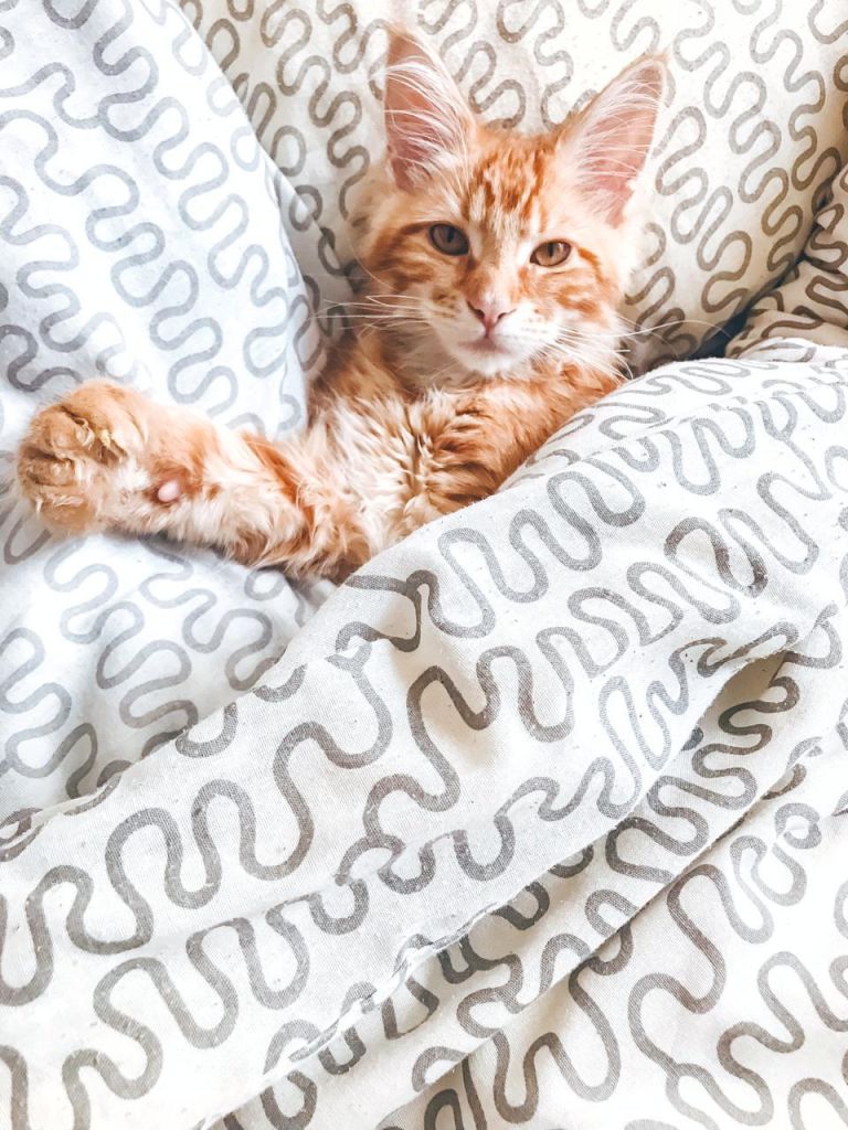 Кошка мейн-кун Дейенерис (40)