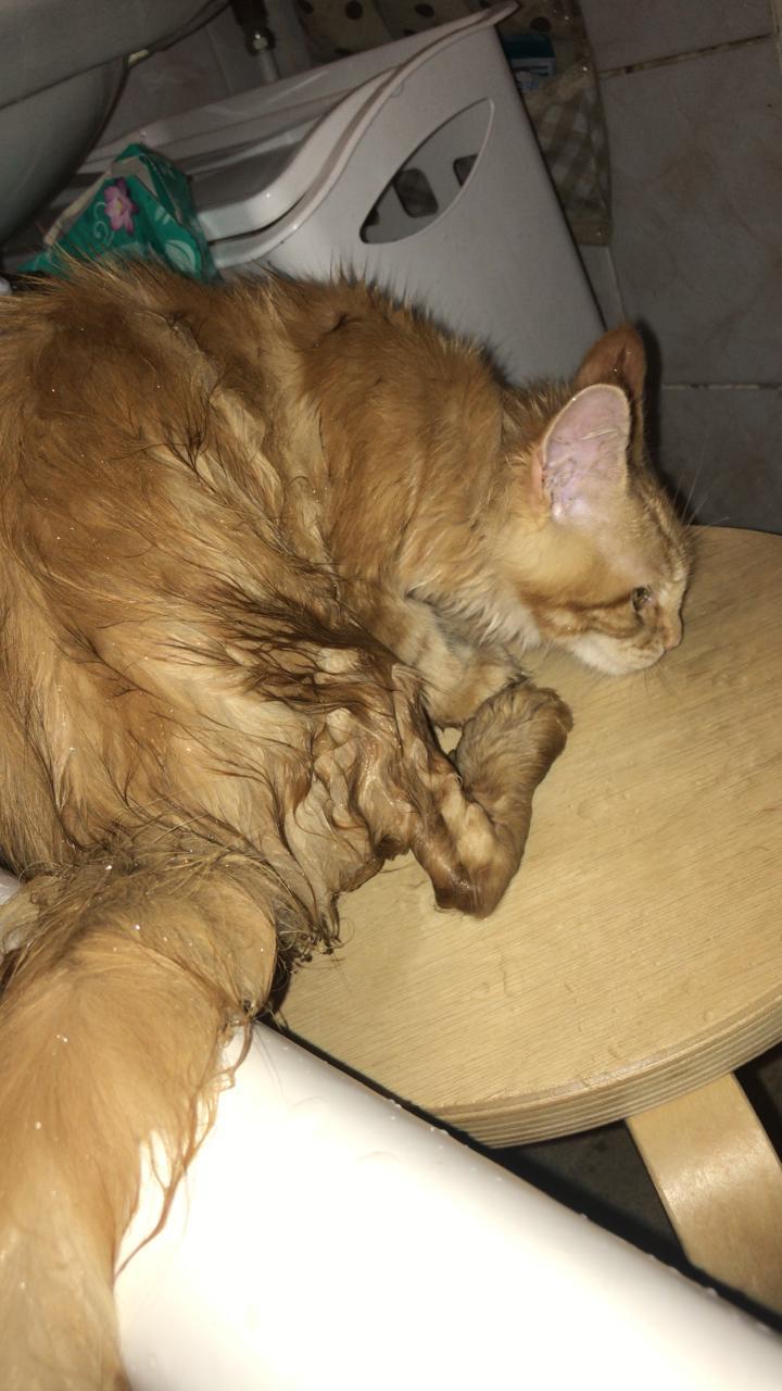 Кошка мейн-кун Дейенерис (41)