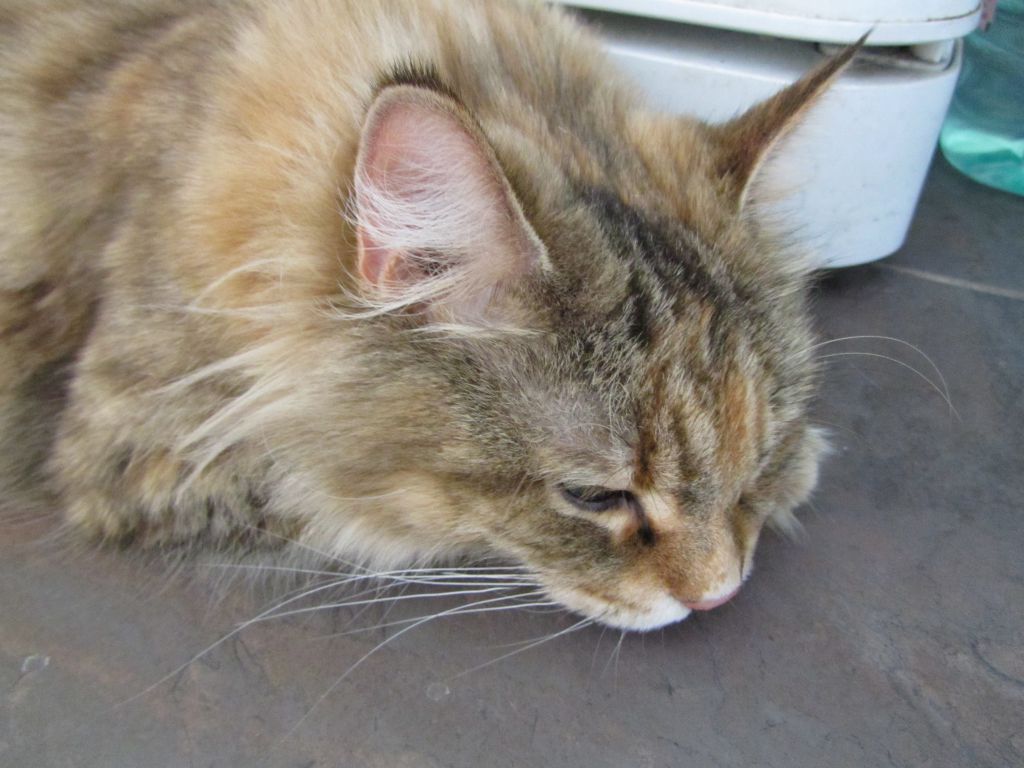 Кошка мейн кун Юки (IMG_1028)