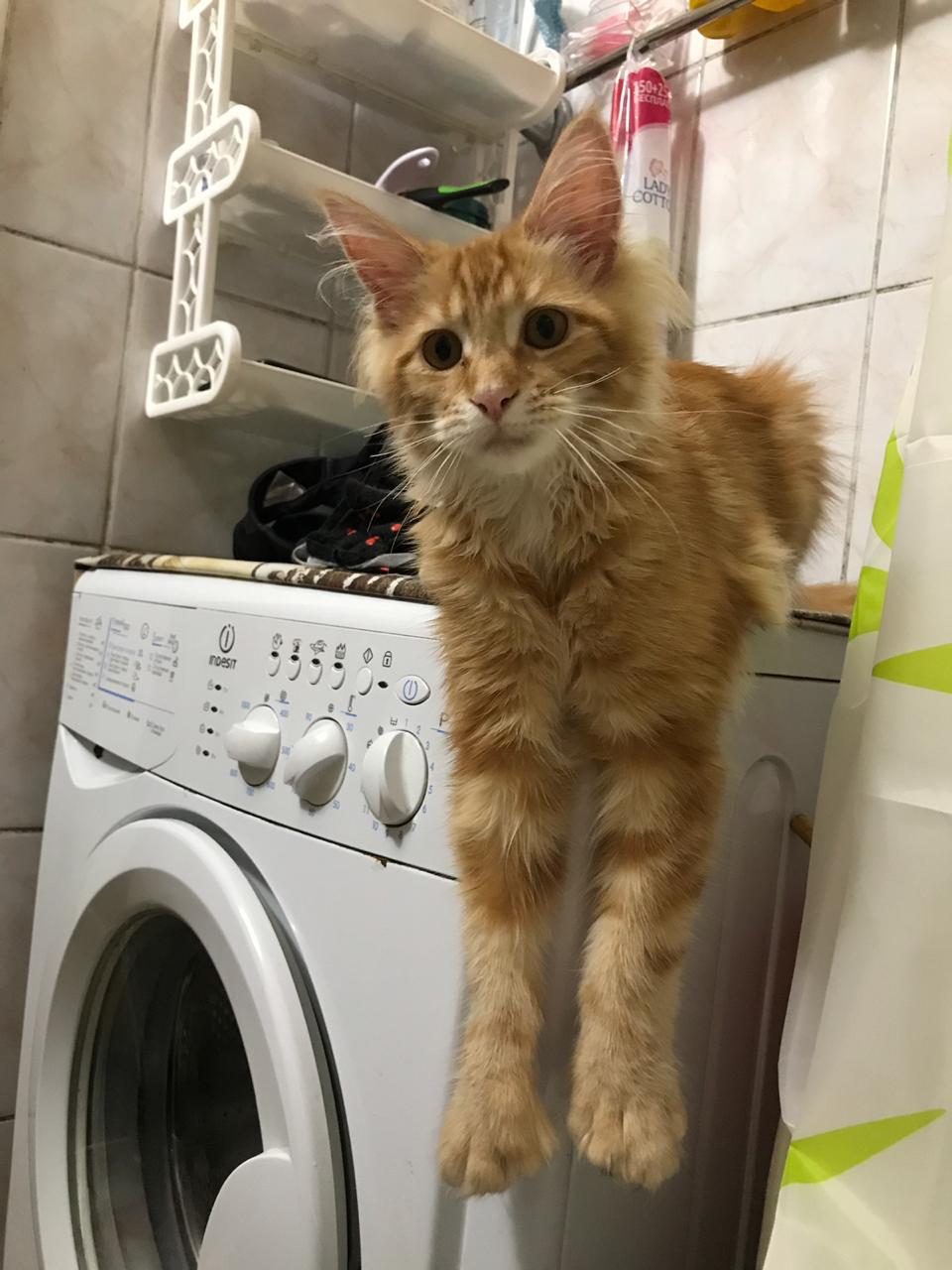 Кошка мейн-кун Дейенерис (45)