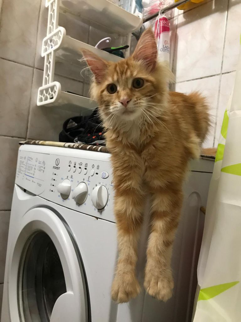 Кошка мейн-кун Дейенерис (45)