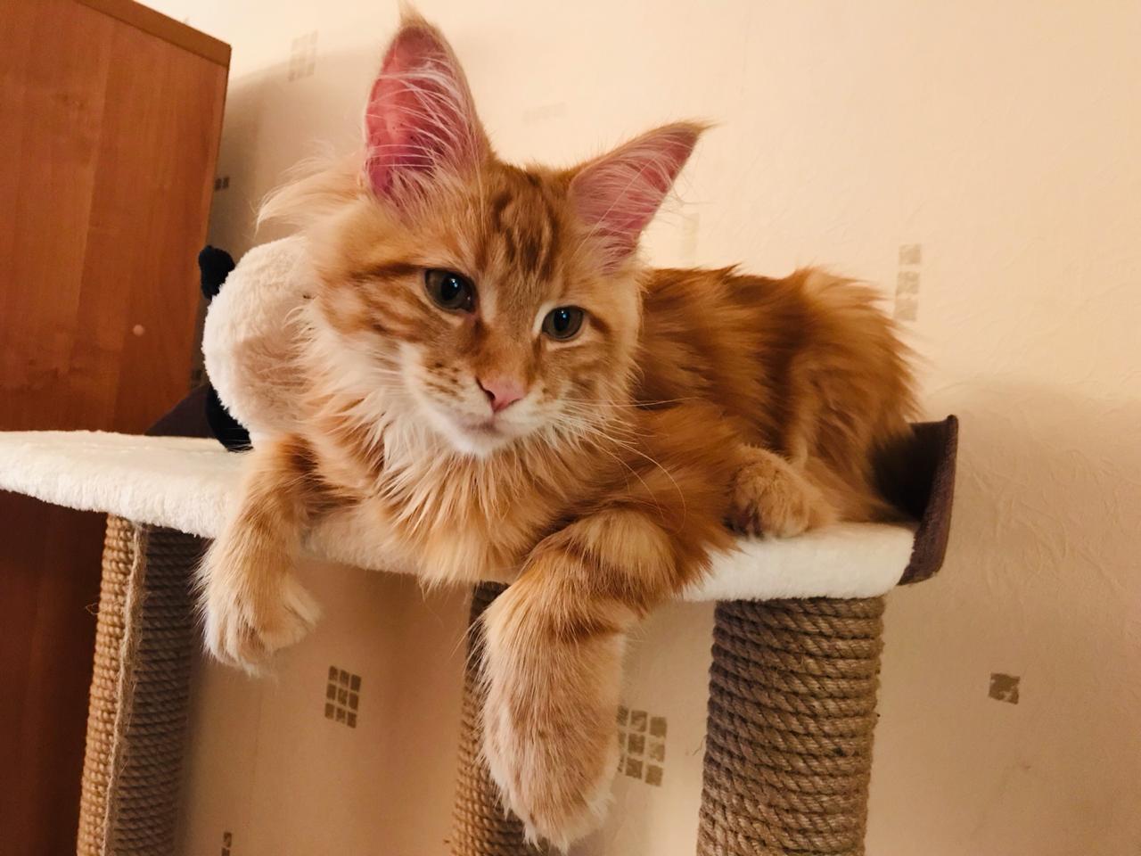 Кошка мейн-кун Дейенерис (49)