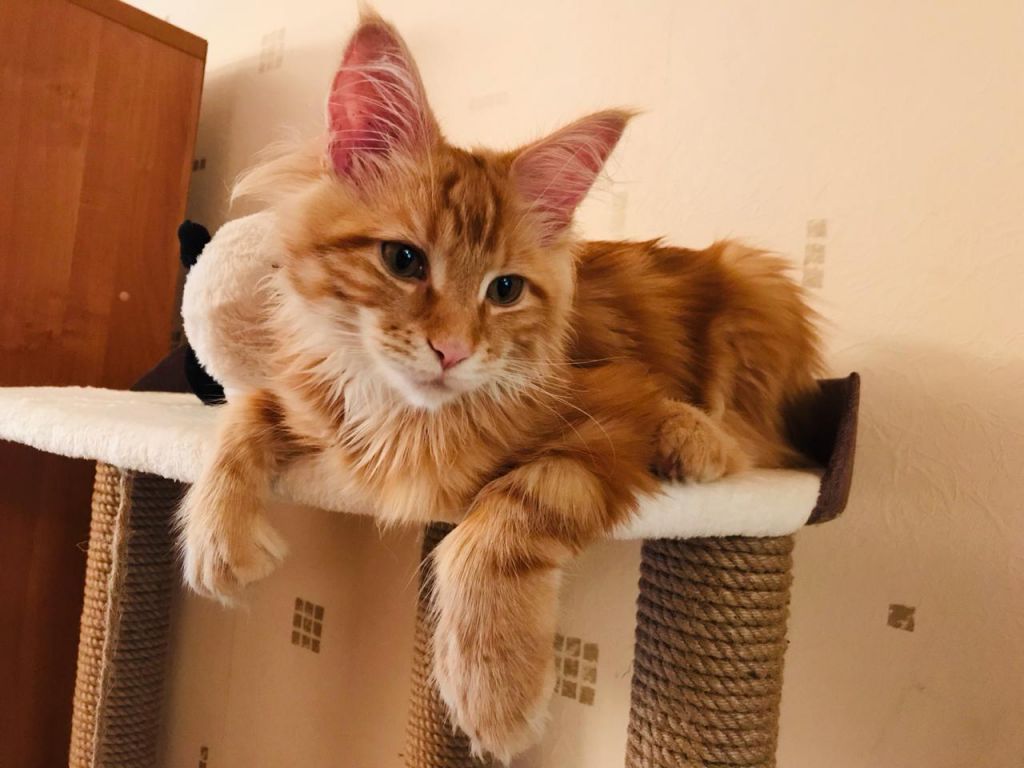 Кошка мейн-кун Дейенерис (49)