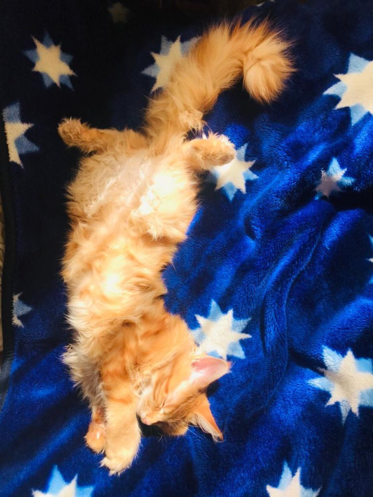 Кошка мейн-кун Дейенерис (50)