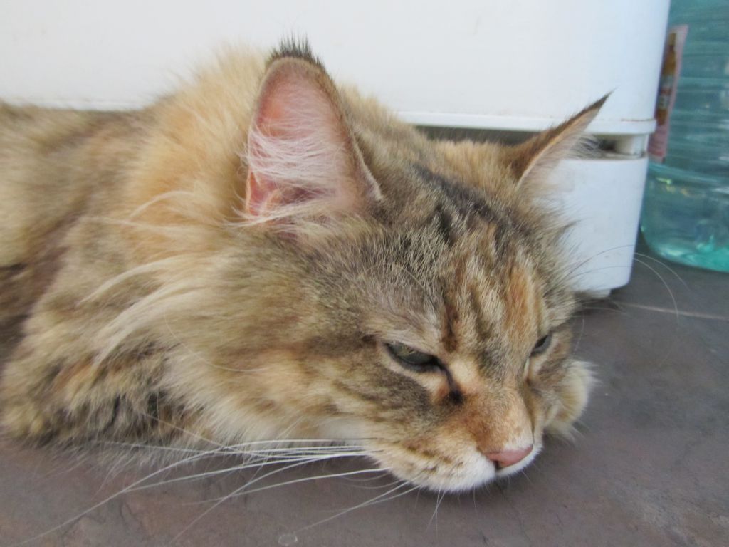Кошка мейн кун Юки (IMG_1029)