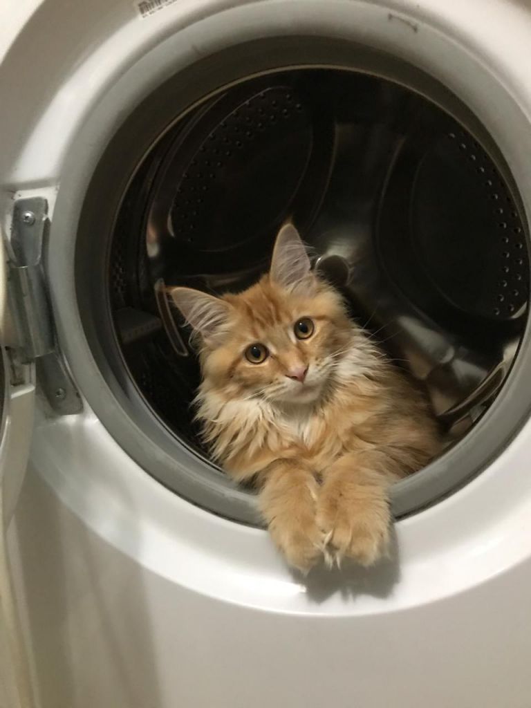 Кошка мейн-кун Дейенерис (55)