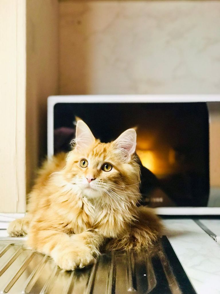 Кошка мейн-кун Дейенерис (57)