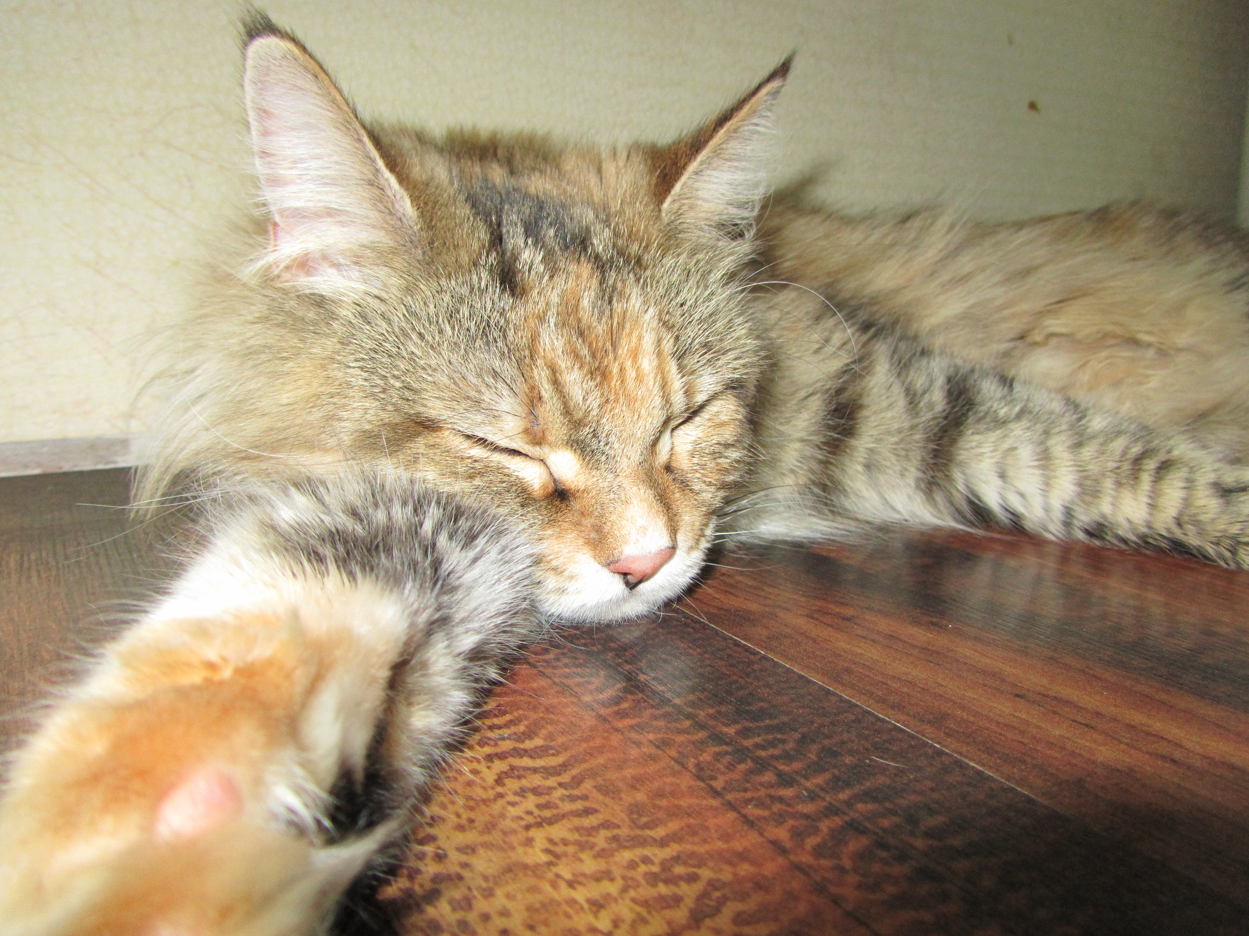 Кошка мейн кун Юки (IMG_1155)