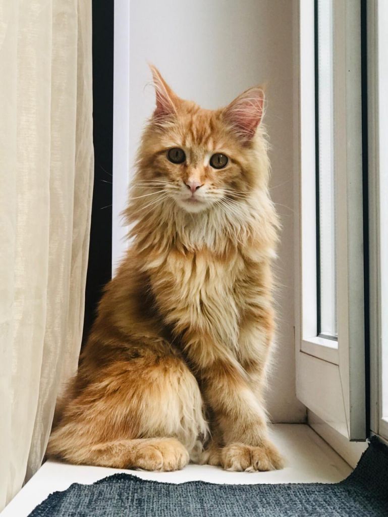 Кошка мейн-кун Дейенерис (60)