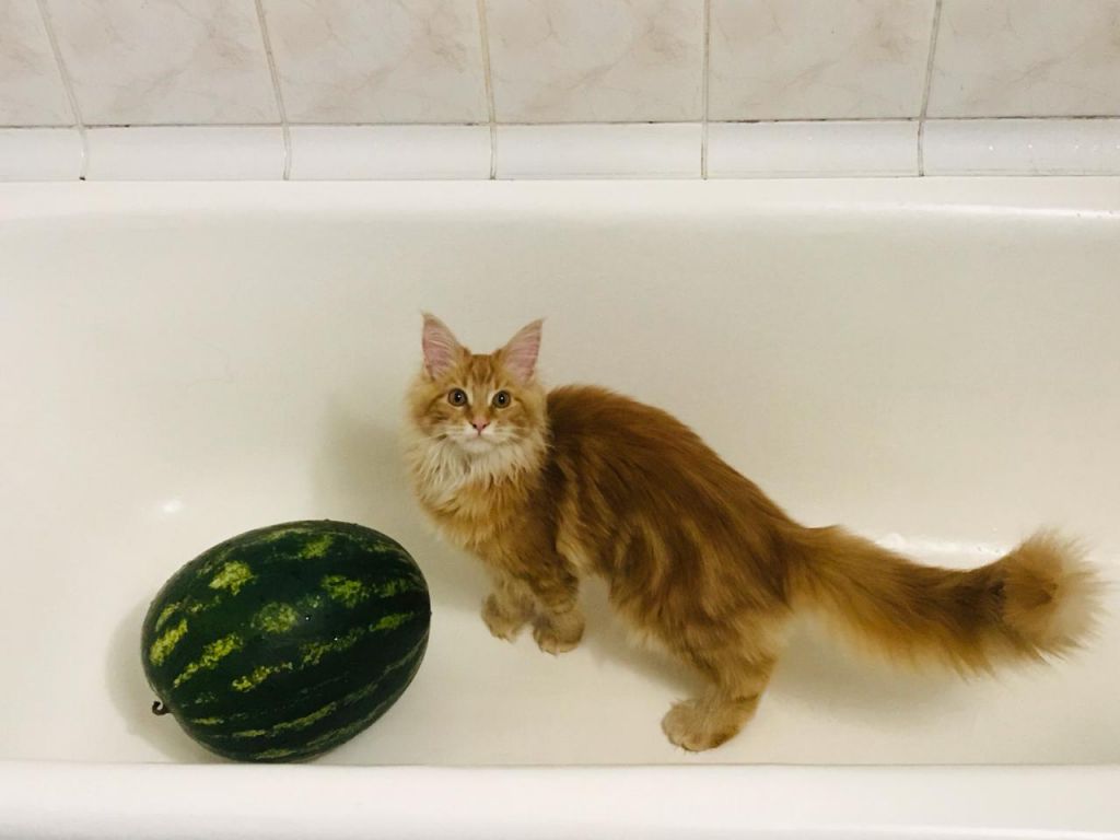 Кошка мейн-кун Дейенерис (61)