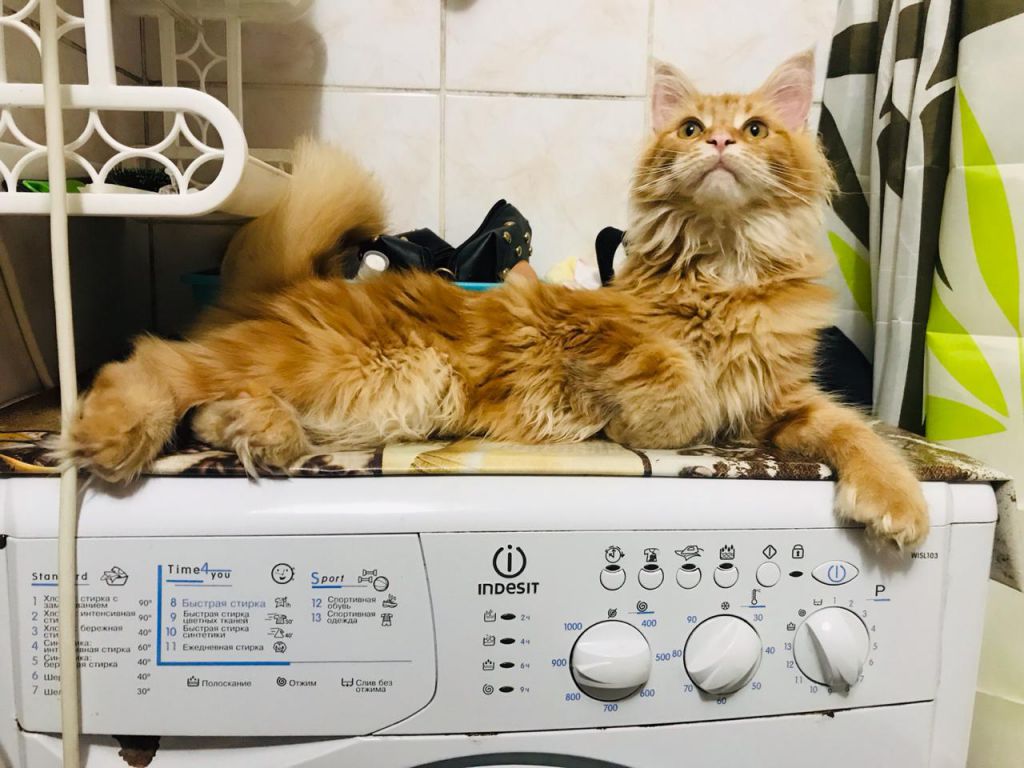 Кошка мейн-кун Дейенерис (62)
