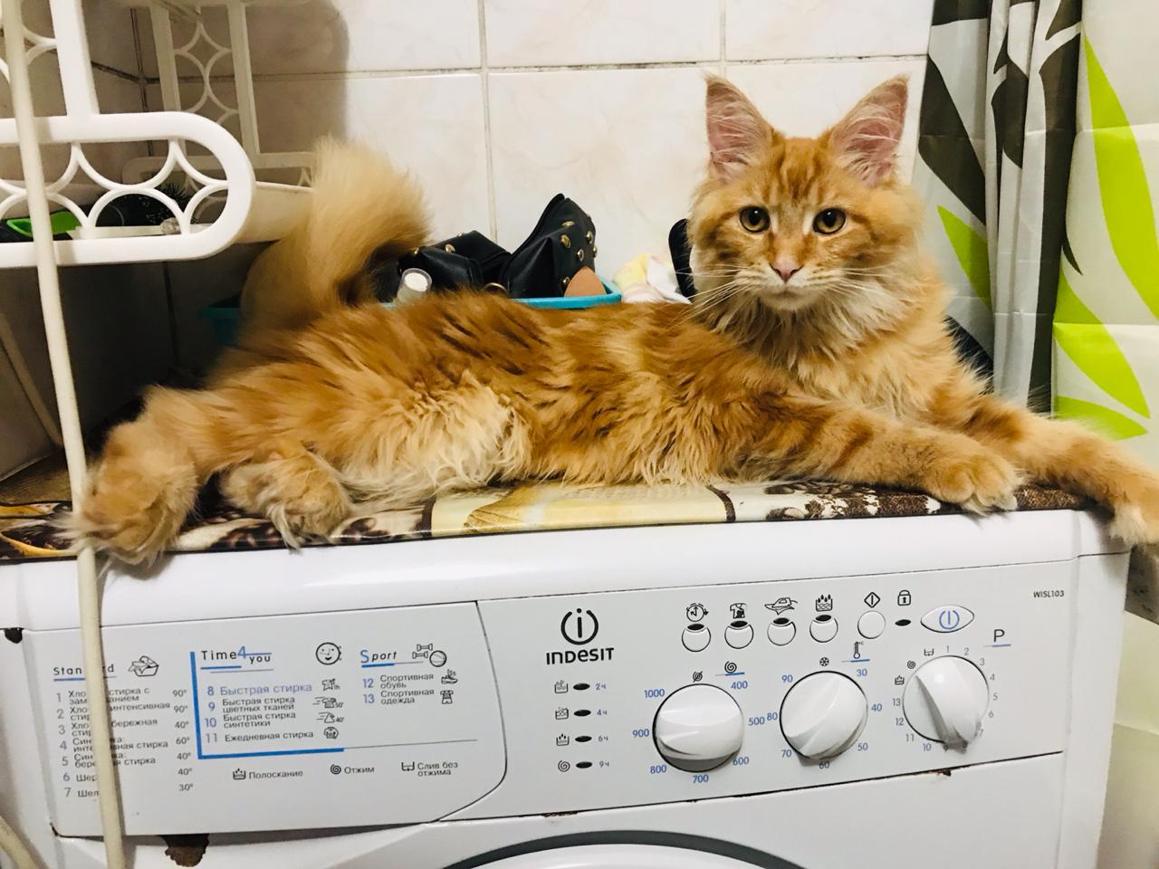 Кошка мейн-кун Дейенерис (63)