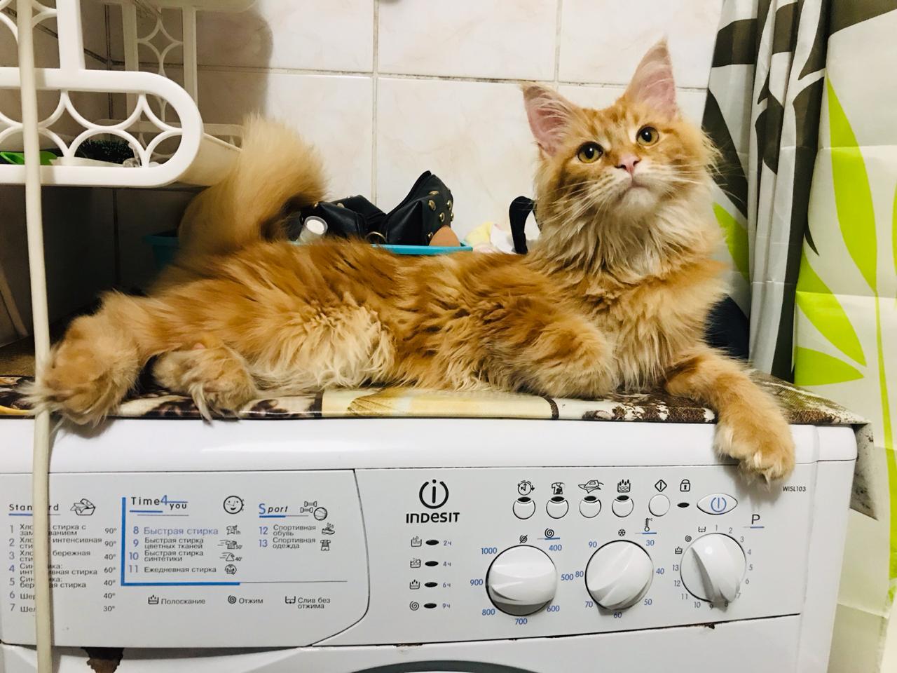 Кошка мейн-кун Дейенерис (64)