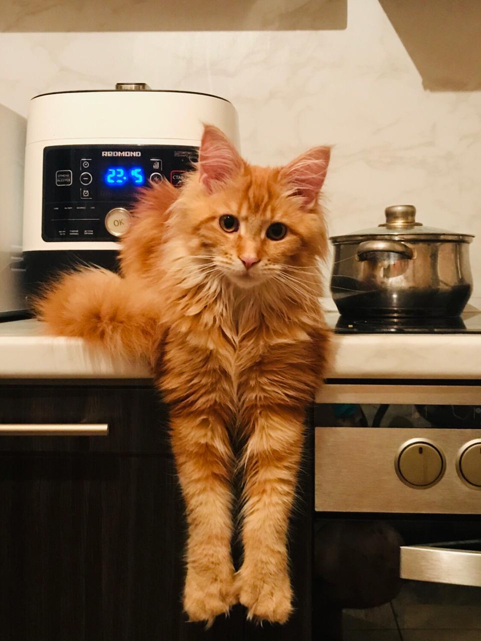 Кошка мейн-кун Дейенерис (65)