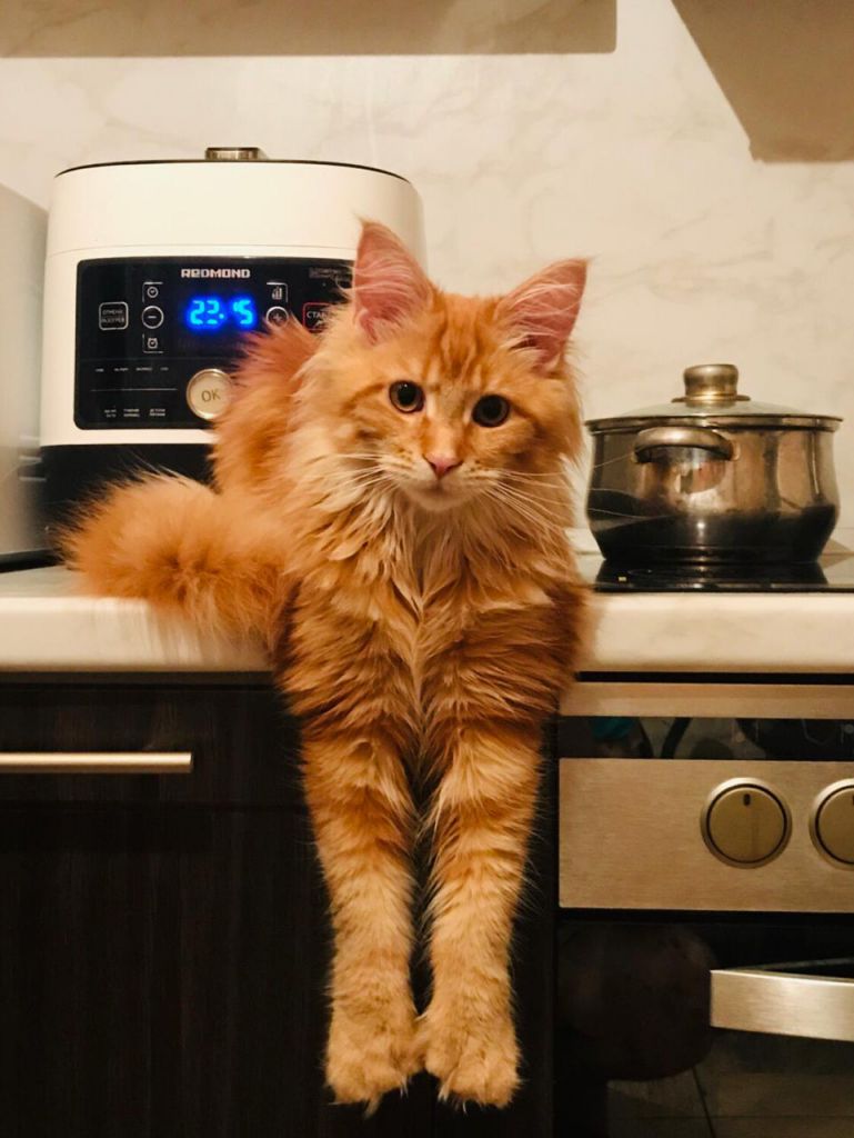 Кошка мейн-кун Дейенерис (65)