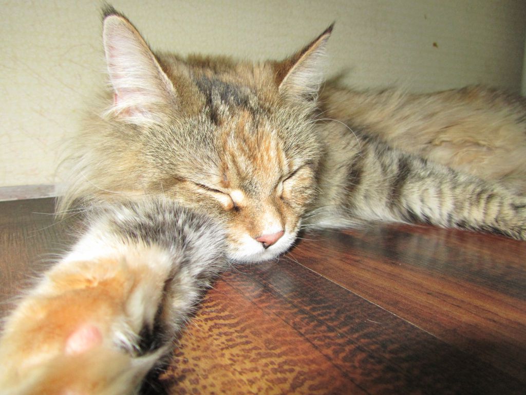 Кошка мейн кун Юки (IMG_1155)
