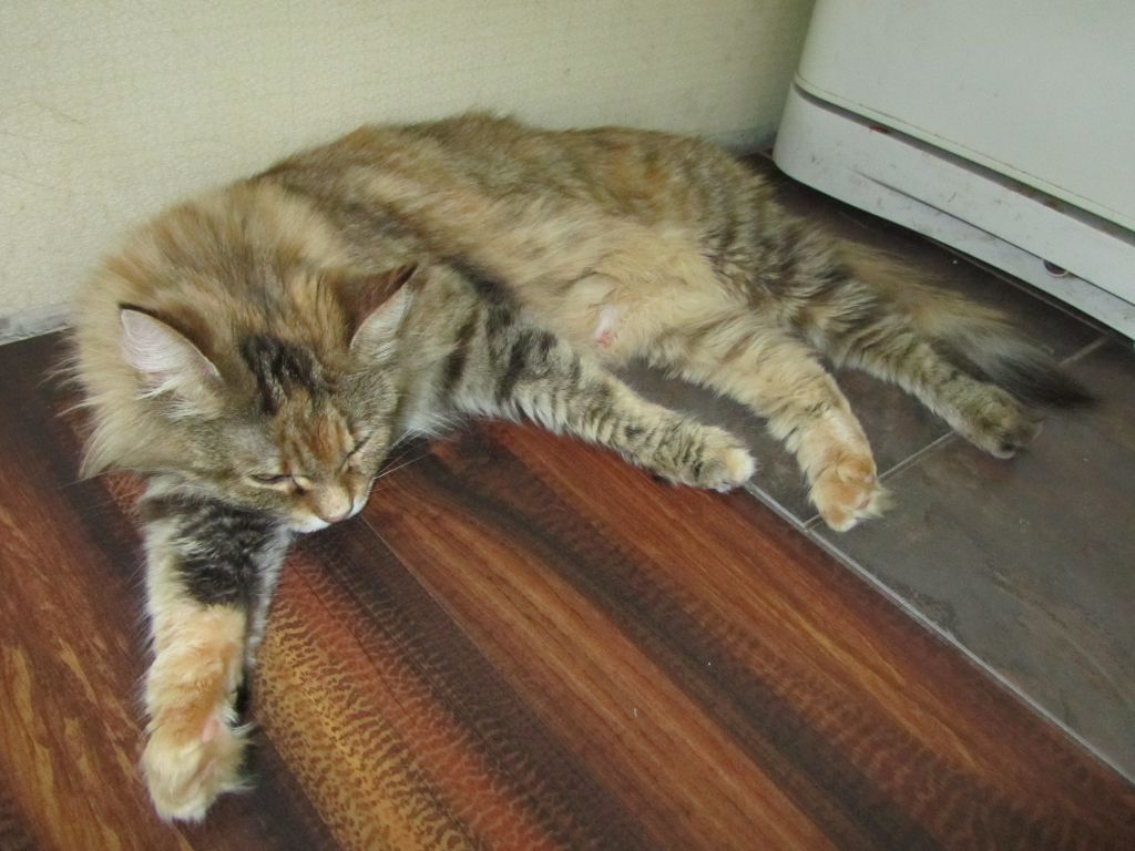 Кошка мейн кун Юки (IMG_1156)