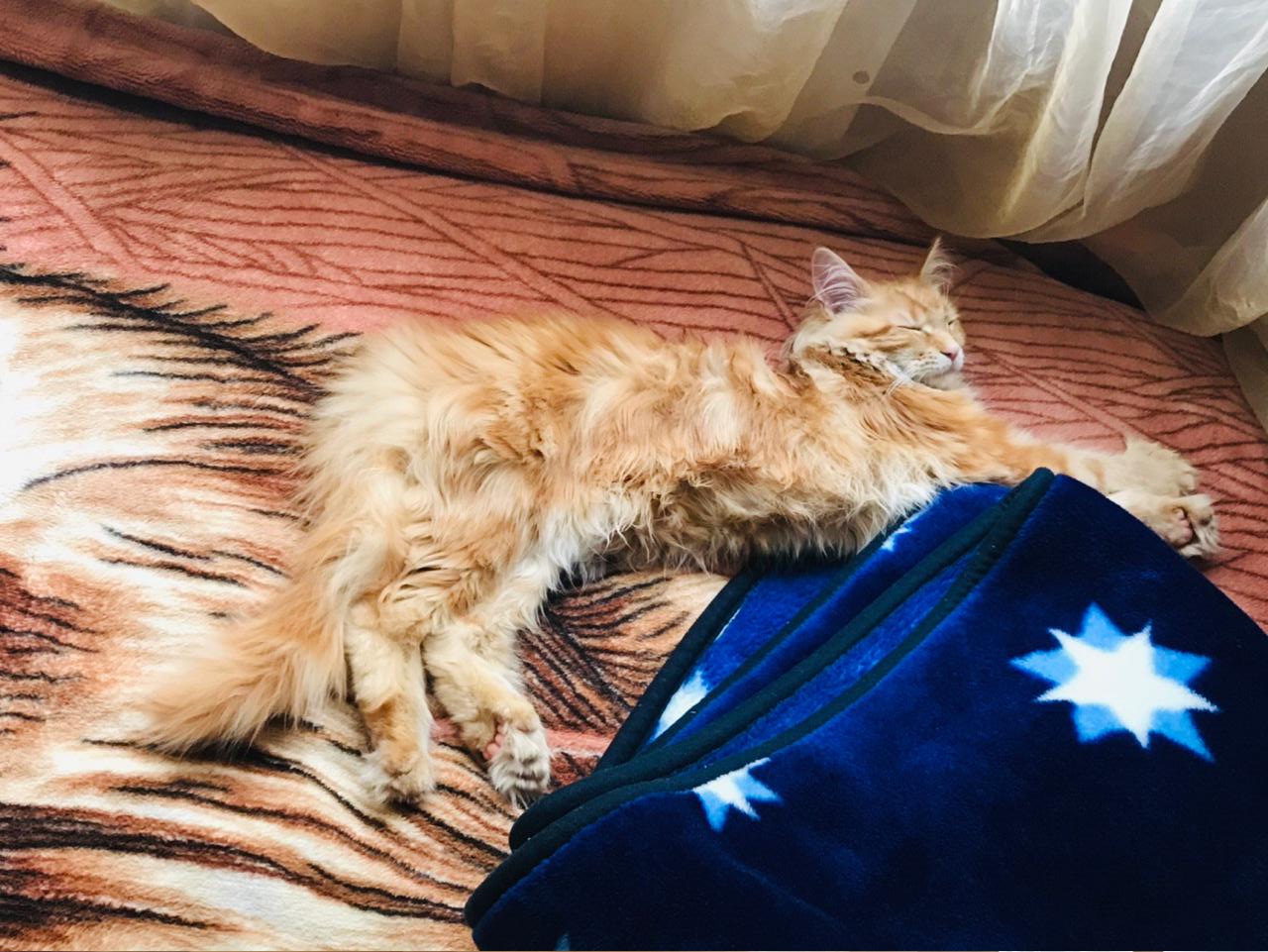Кошка мейн-кун Дейенерис (52)