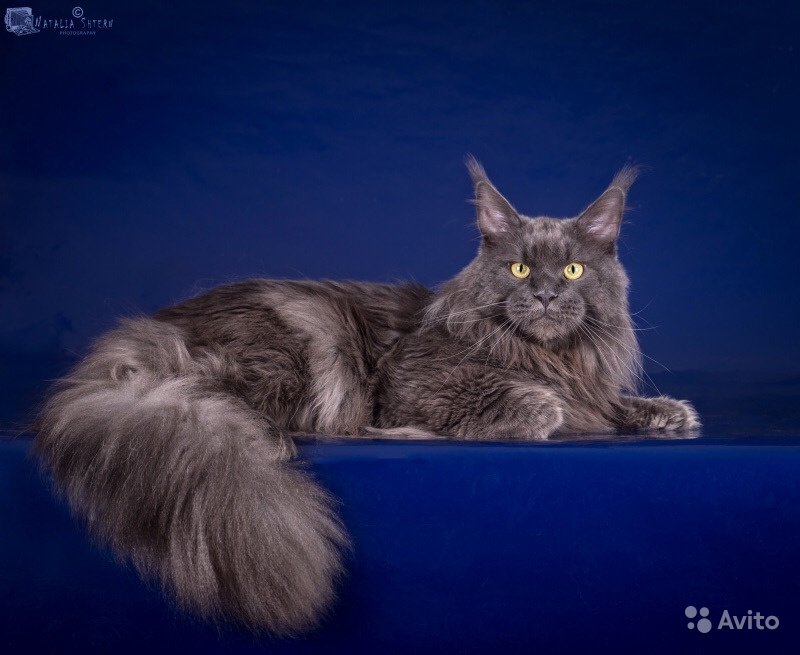 Кот мейн-кун Доминик (2)