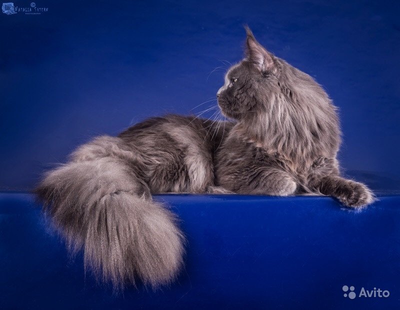 Кот мейн-кун Доминик (3)