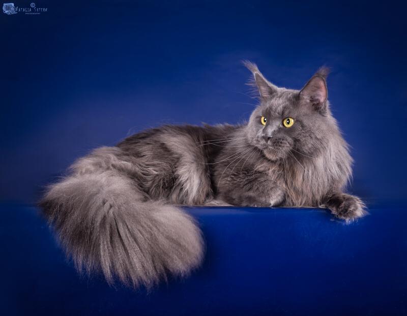 Кот мейн-кун Доминик (5)