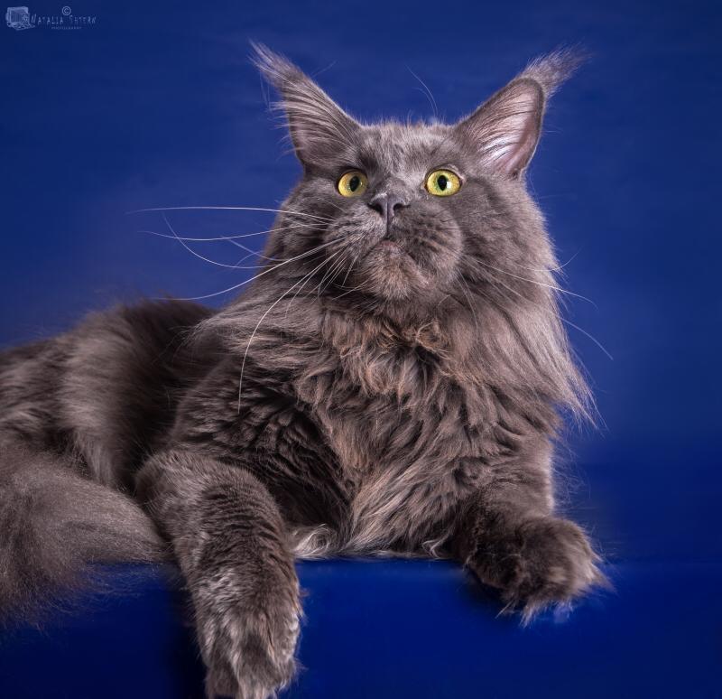 Кот мейн-кун Доминик (7)