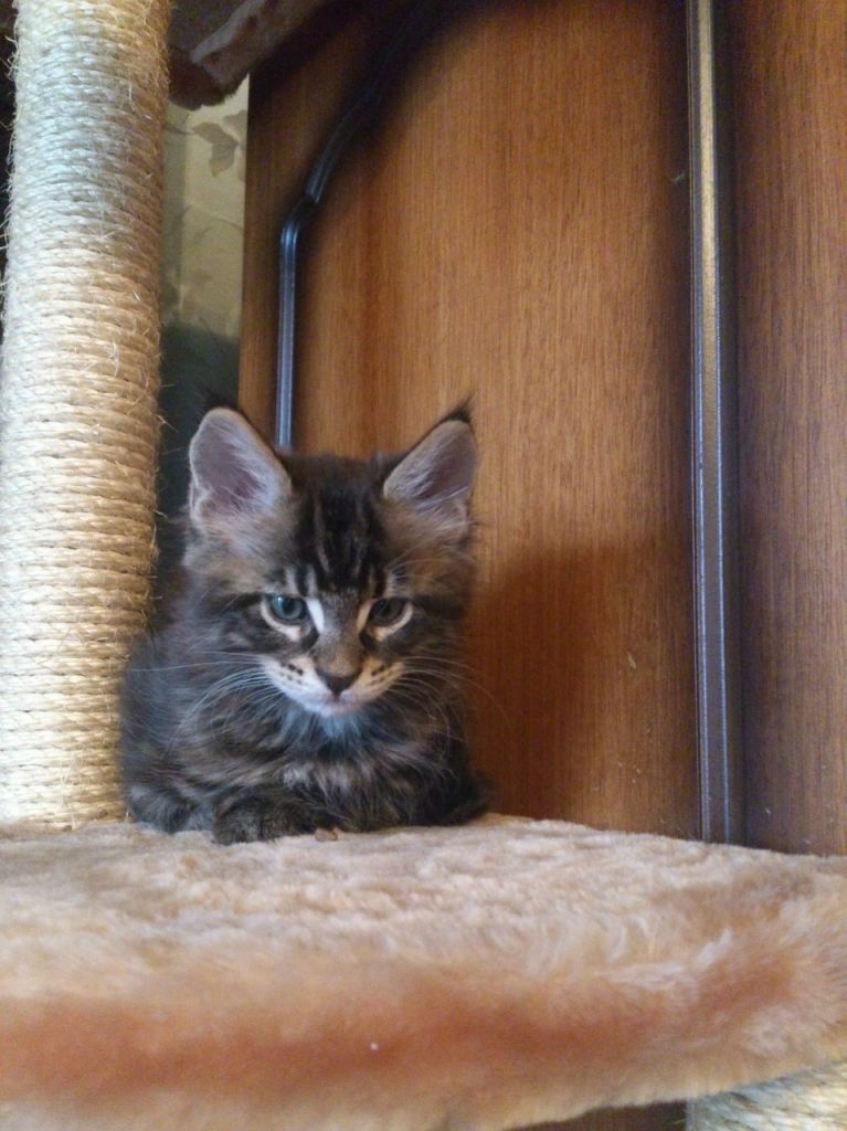 Кот мейн кун Куни (20140303_134319)