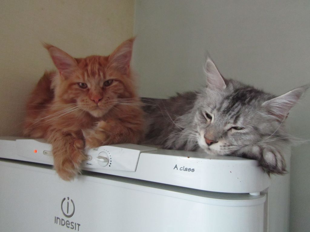 IMG_4518