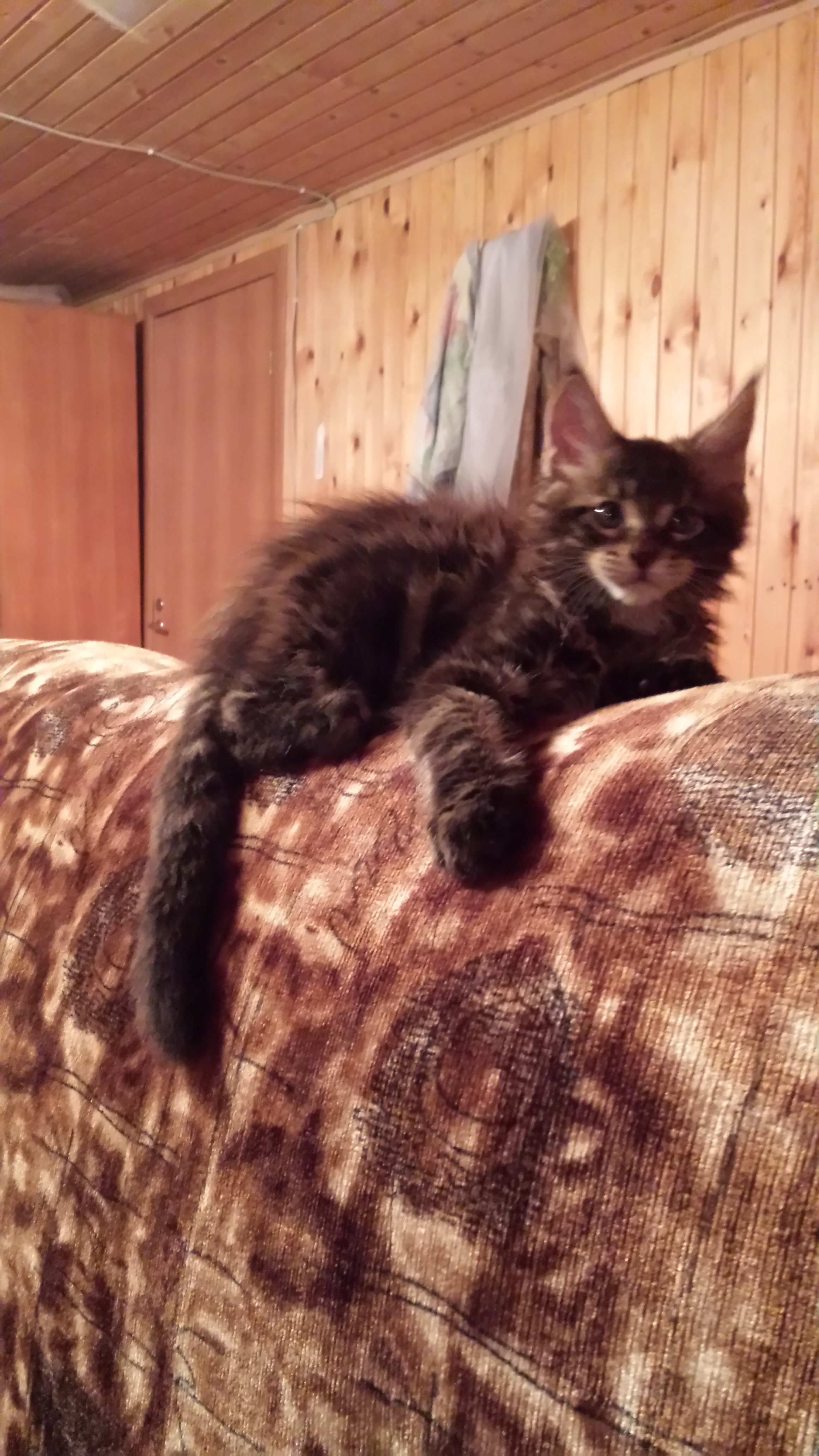 Кот мейн кун Куни (20140308_212327)