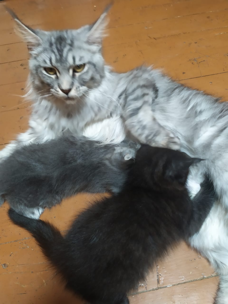 WhatsApp Image 2020-05-03 at 17.31.17 (1)