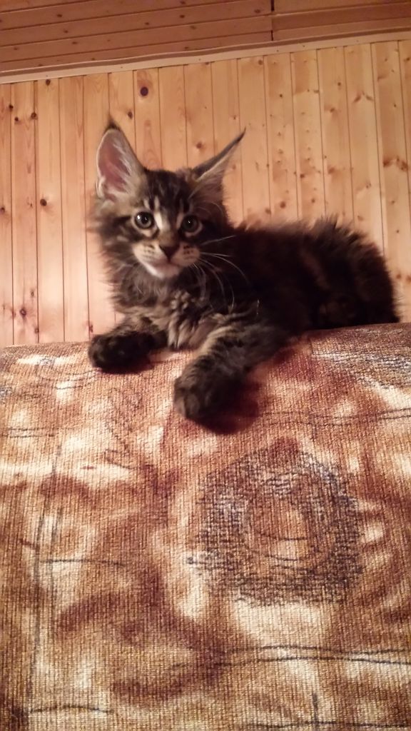 Кот мейн кун Куни (20140308_212807)