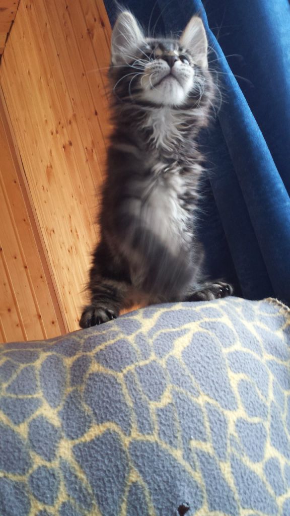 Кот мейн кун Куни (20140309_172243)