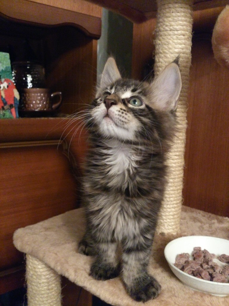 Кот мейн кун Куни (20140309_172250)