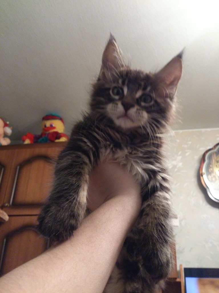 Кот мейн кун Куни (20140309_172252)