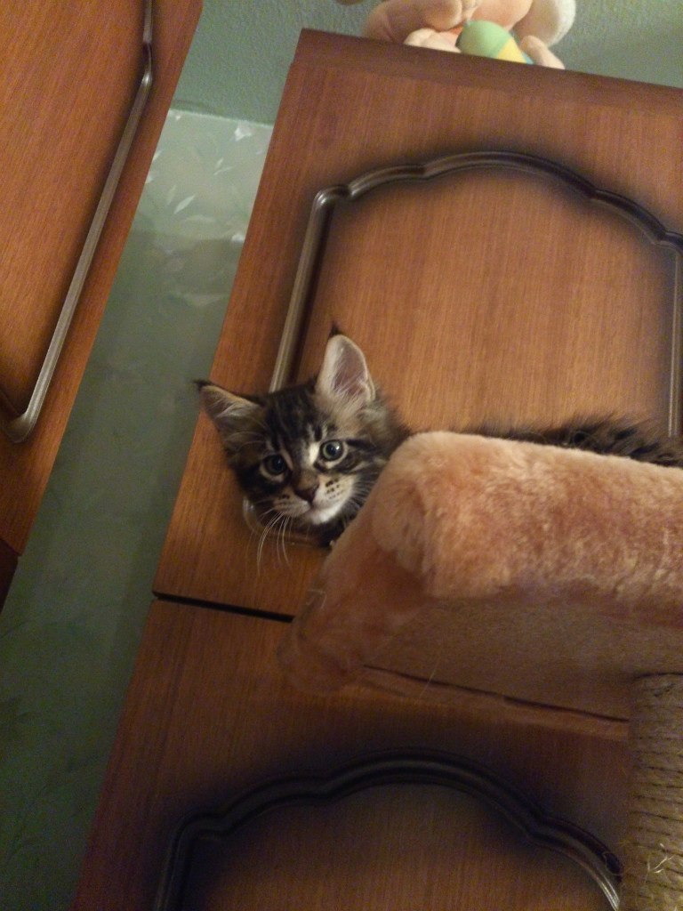 Кот мейн кун Куни (20140309_172253)