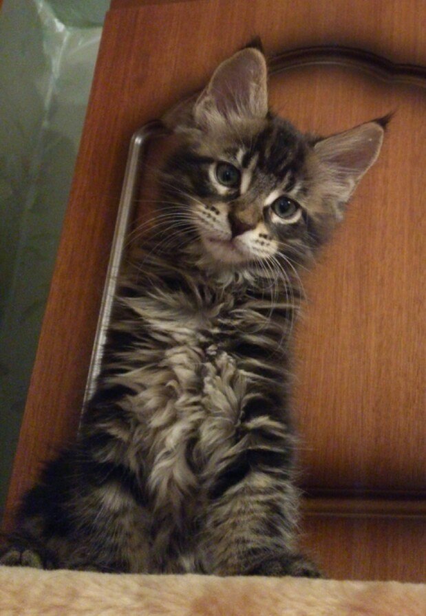Кот мейн кун Куни (20140309_172254)