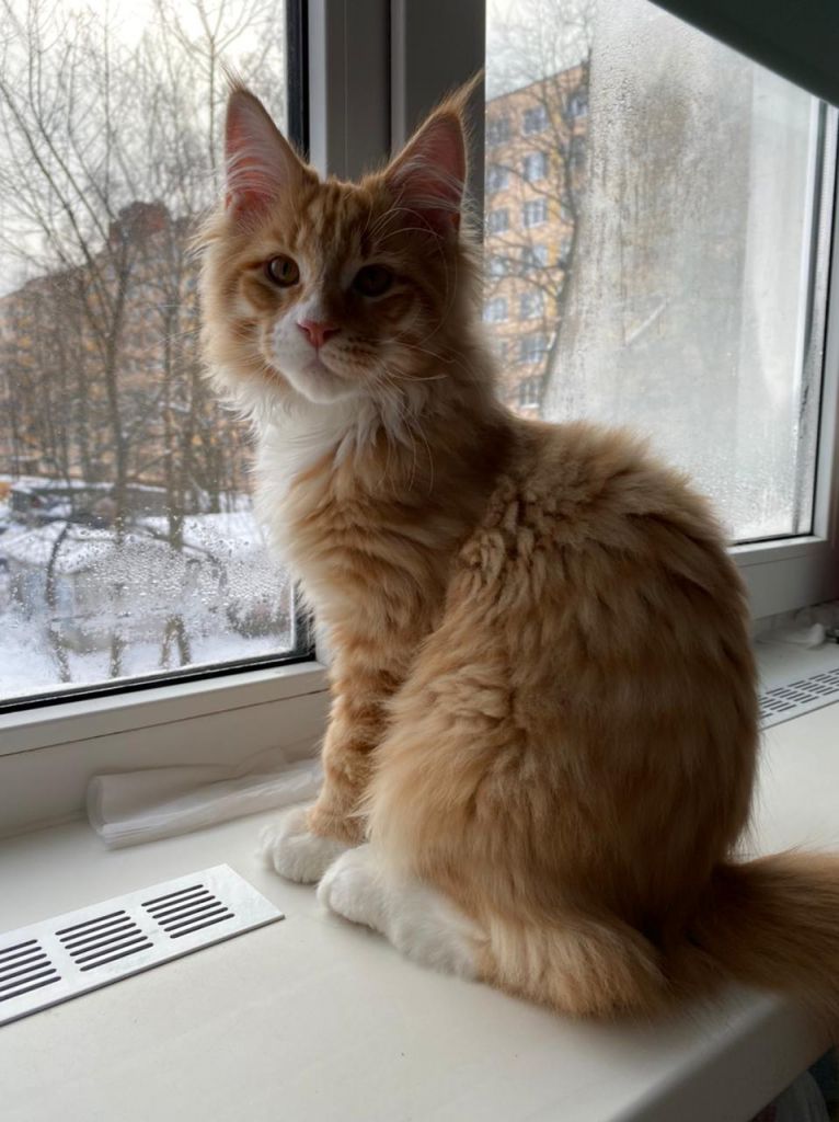 Кот мейн-кун Платон (7)