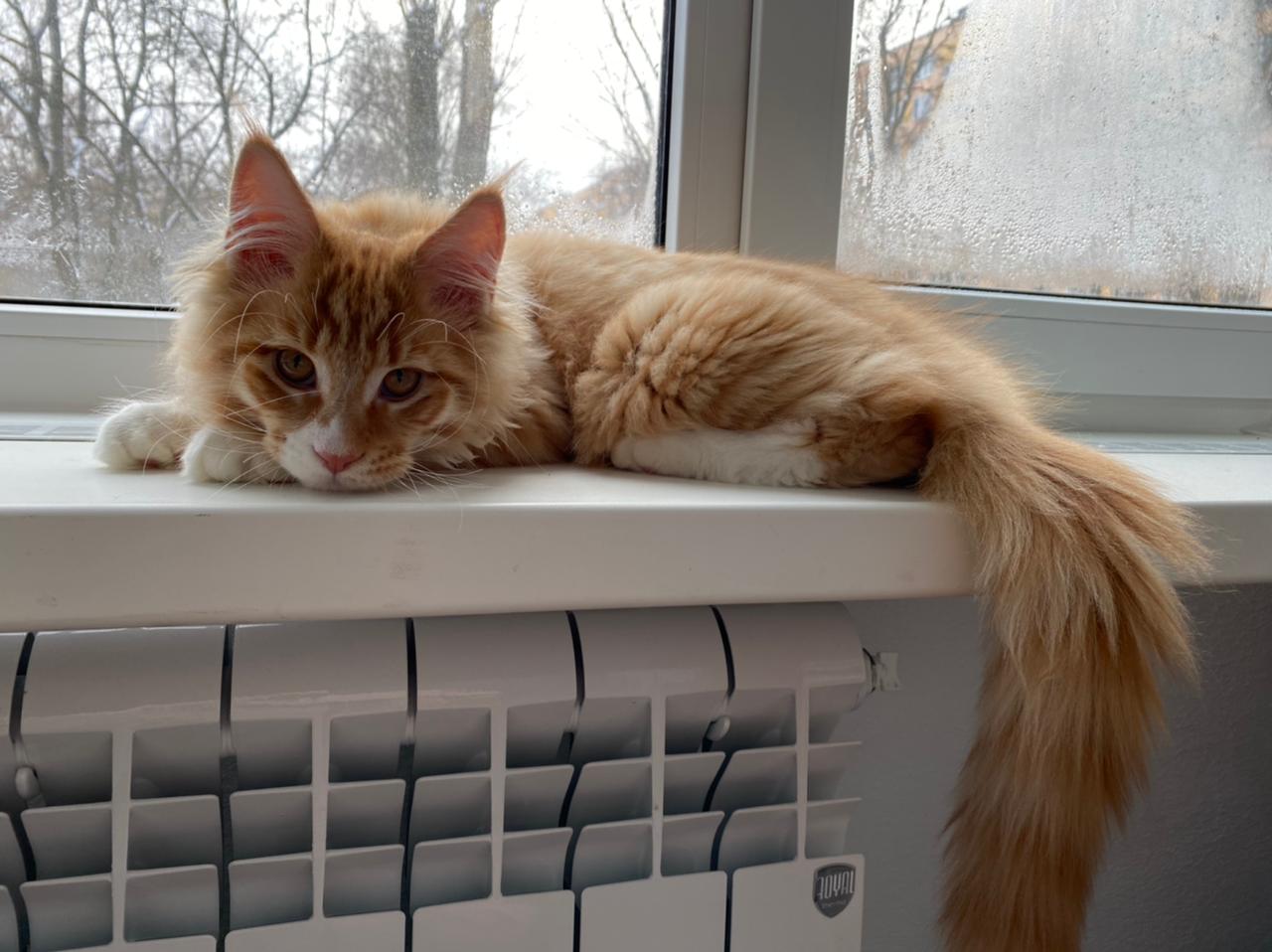 Кот мейн-кун Платон (8)