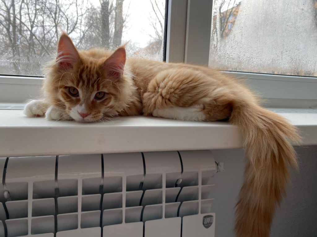 Кот мейн-кун Платон (8)