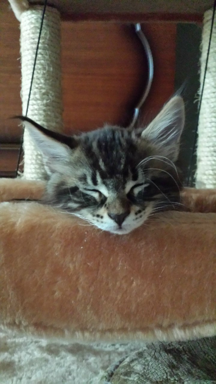 Кот мейн кун Куни (20140309_172257)